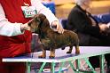 Crufts2011_2 565